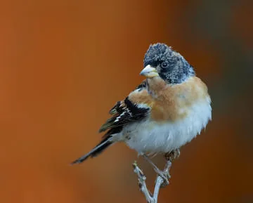Brambling