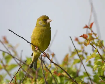 Greenfinch