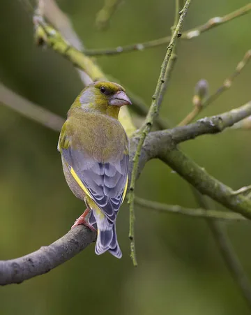Greenfinch