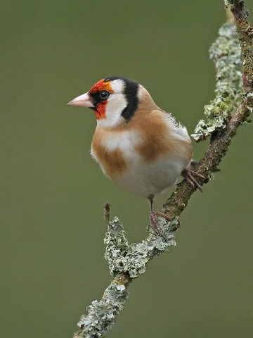 Goldfinch