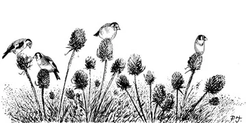 Goldfinch