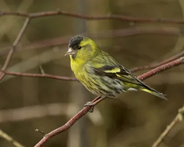 Siskin