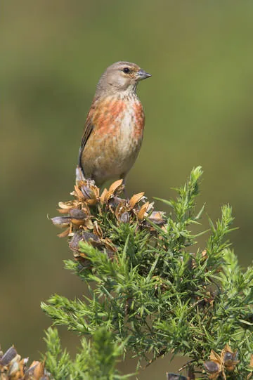 Linnet