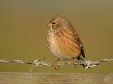 Linnet