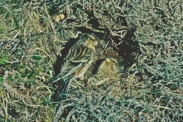 Twite