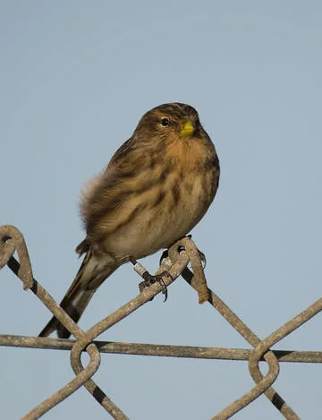 Twite