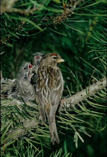 Lesser Redpoll