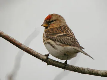 Lesser Redpoll
