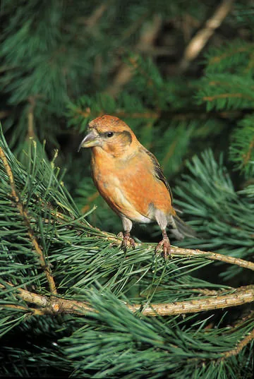 Crossbill