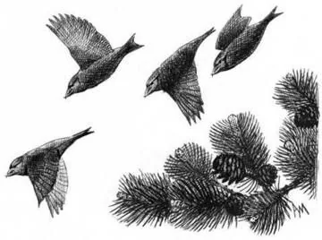 Crossbill