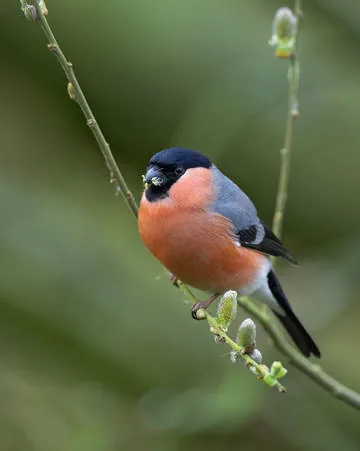 Bullfinch