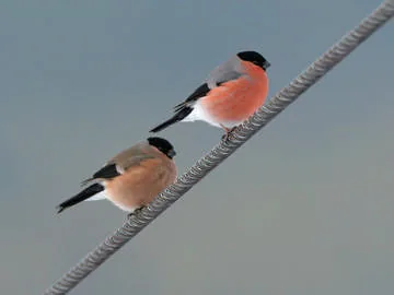 Bullfinch