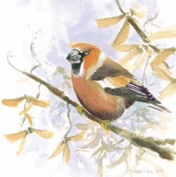 Hawfinch