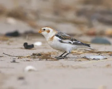 Snow Bunting