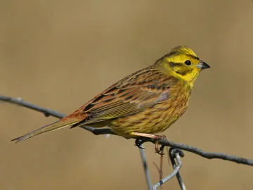 Yellowhammer