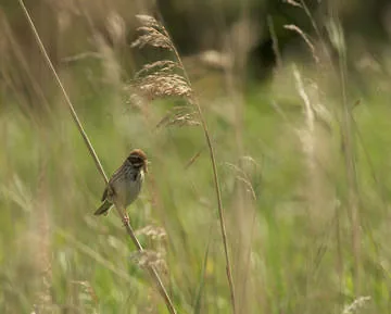 Reed Bunting