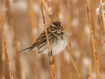 Reed Bunting