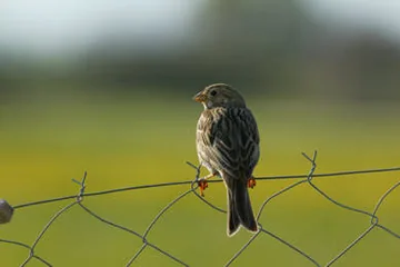Corn Bunting