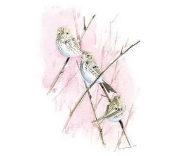 Corn Bunting