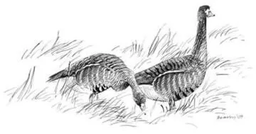 White-fronted Goose