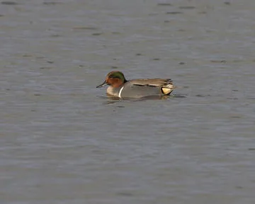 Green-winged Teal
