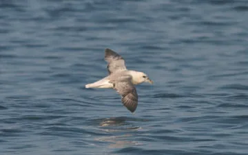 Fulmar