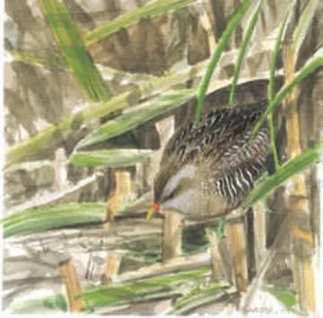 Spotted Crake