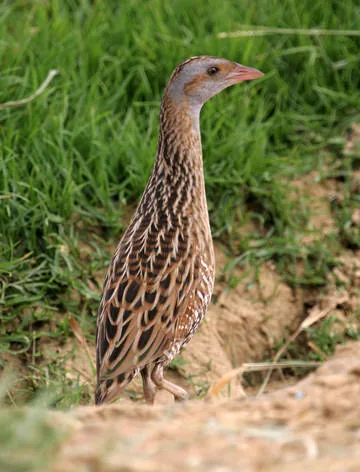 Corncrake