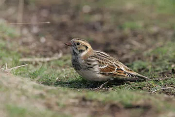 Lapland Bunting