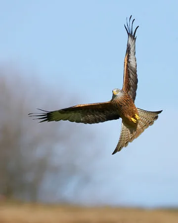 Red Kite