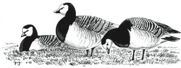 Barnacle Goose