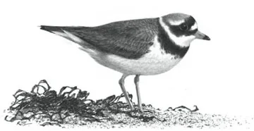 Ringed Plover