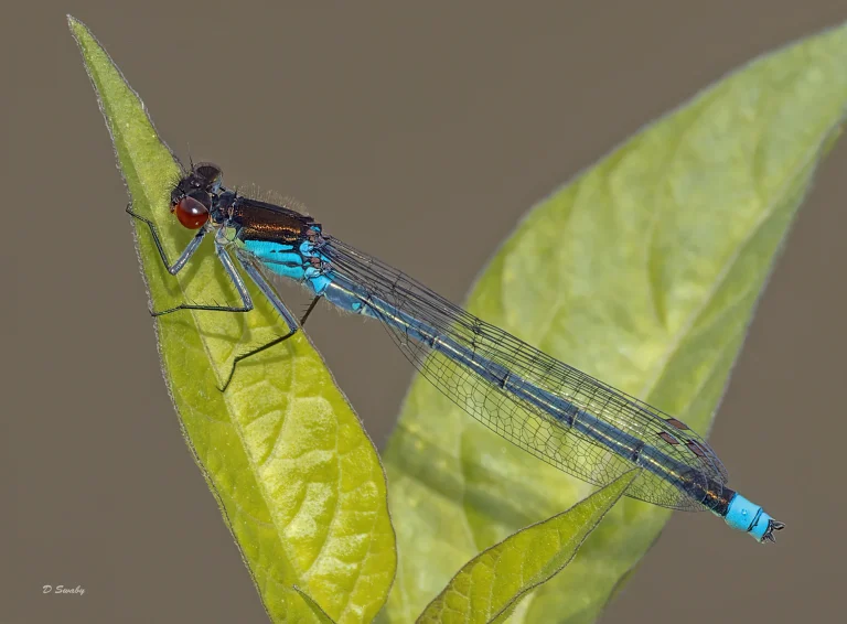 Insects