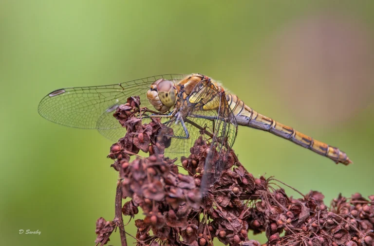 Insects