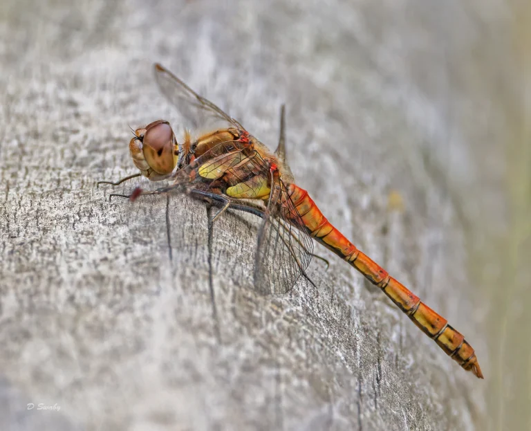 Insects