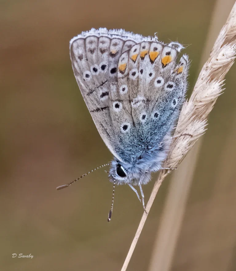 Insects