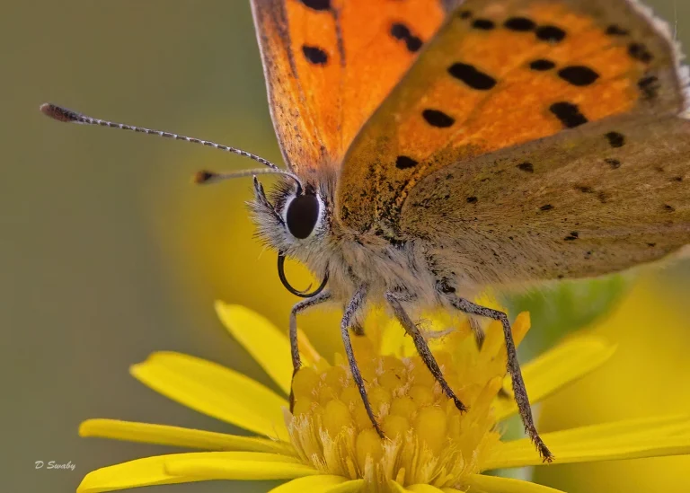 Insects
