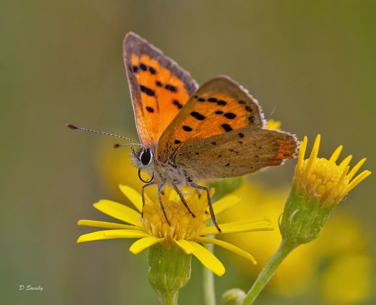 Insects