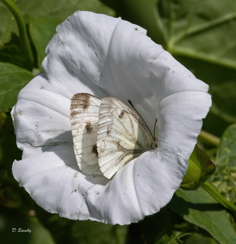 Insects