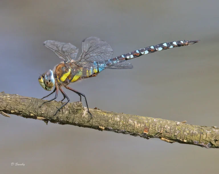 Insects
