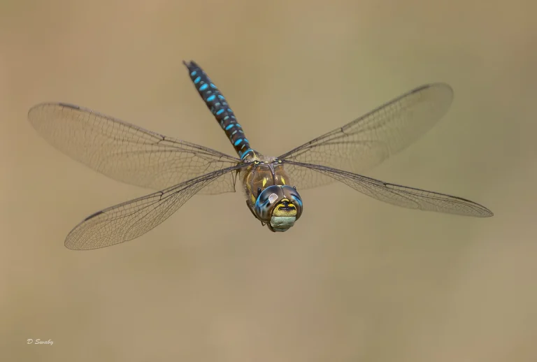 Insects
