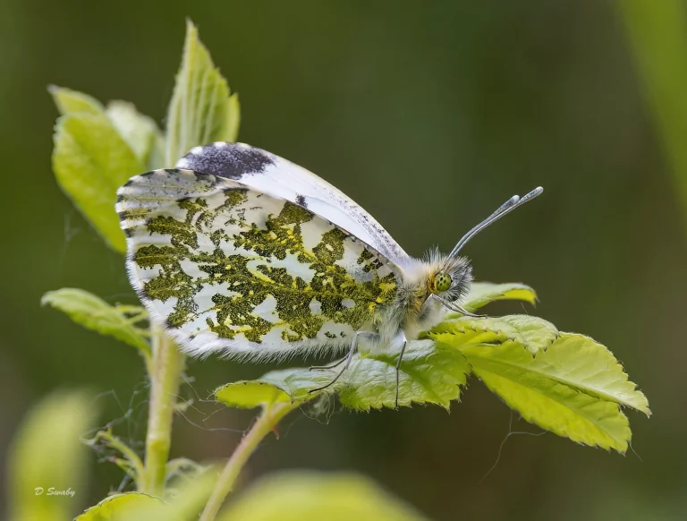 Insects