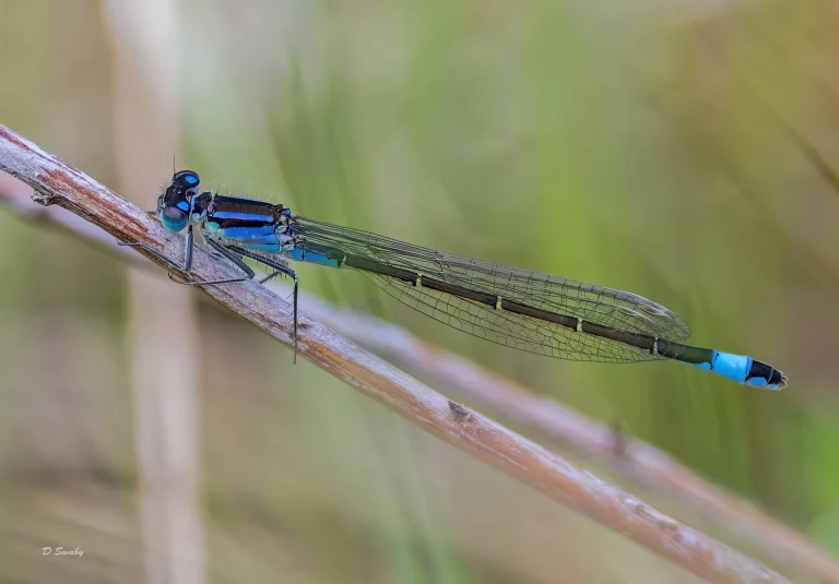 Insects