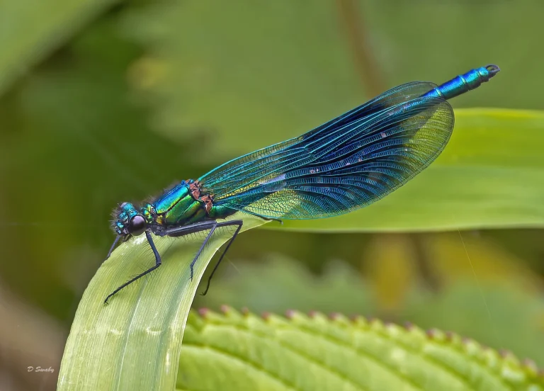 Insects