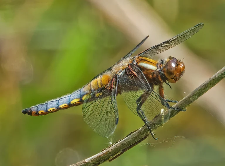 Insects
