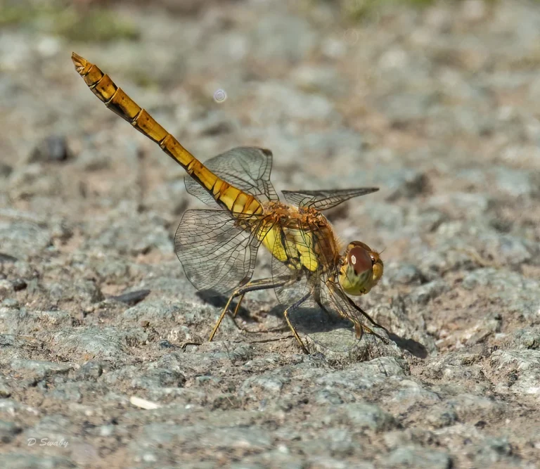 Insects