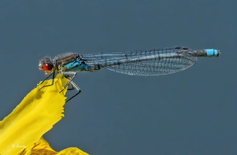 Insects
