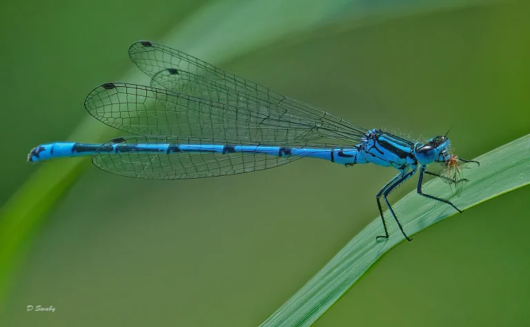 Insects