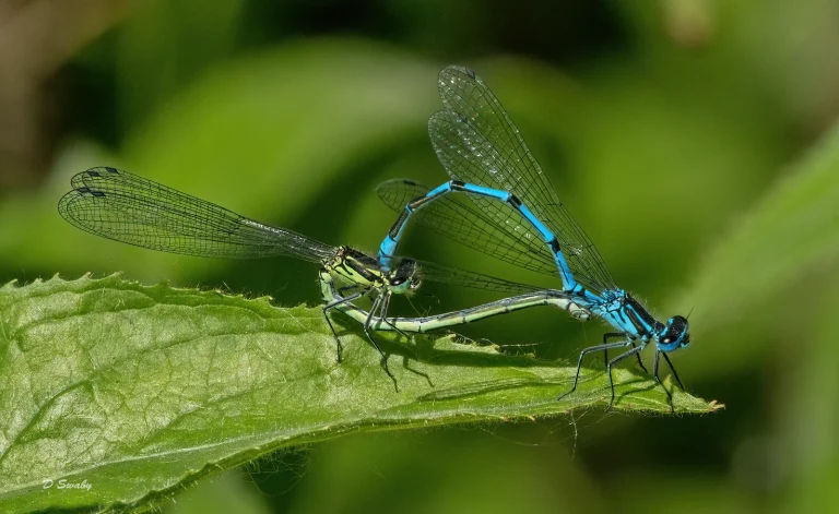 Insects