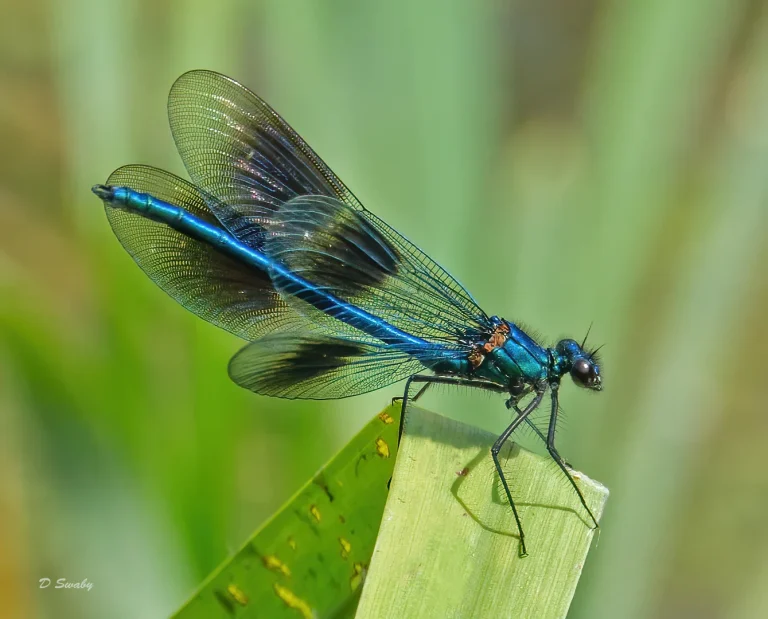 Insects